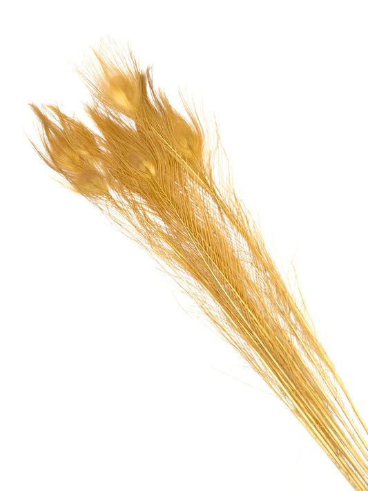 Pavo real oro 70-80cm