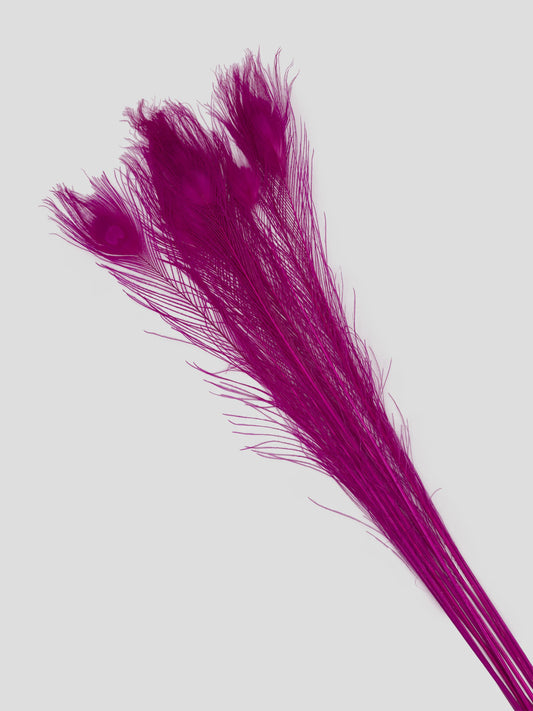 Pauwenveer fuchsia 70-80cm