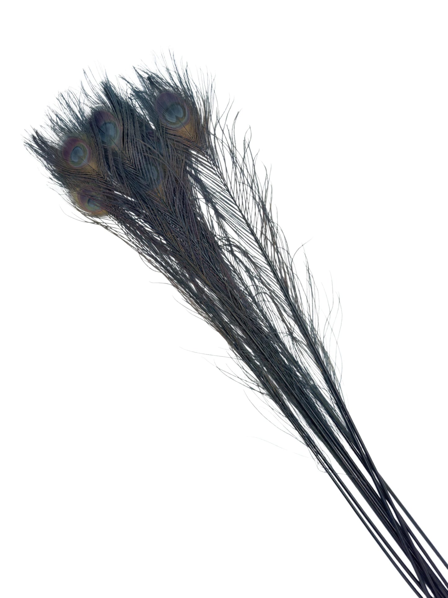 Pavo real antracita 70-80cm