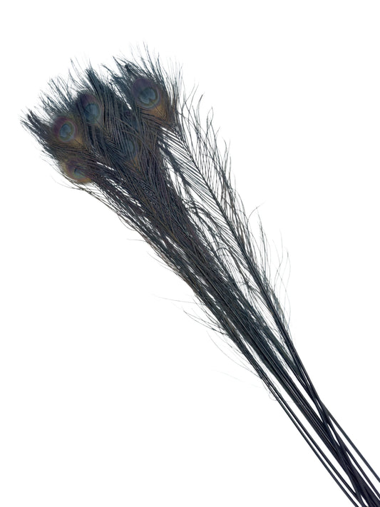 Pavo real antracita 70-80cm