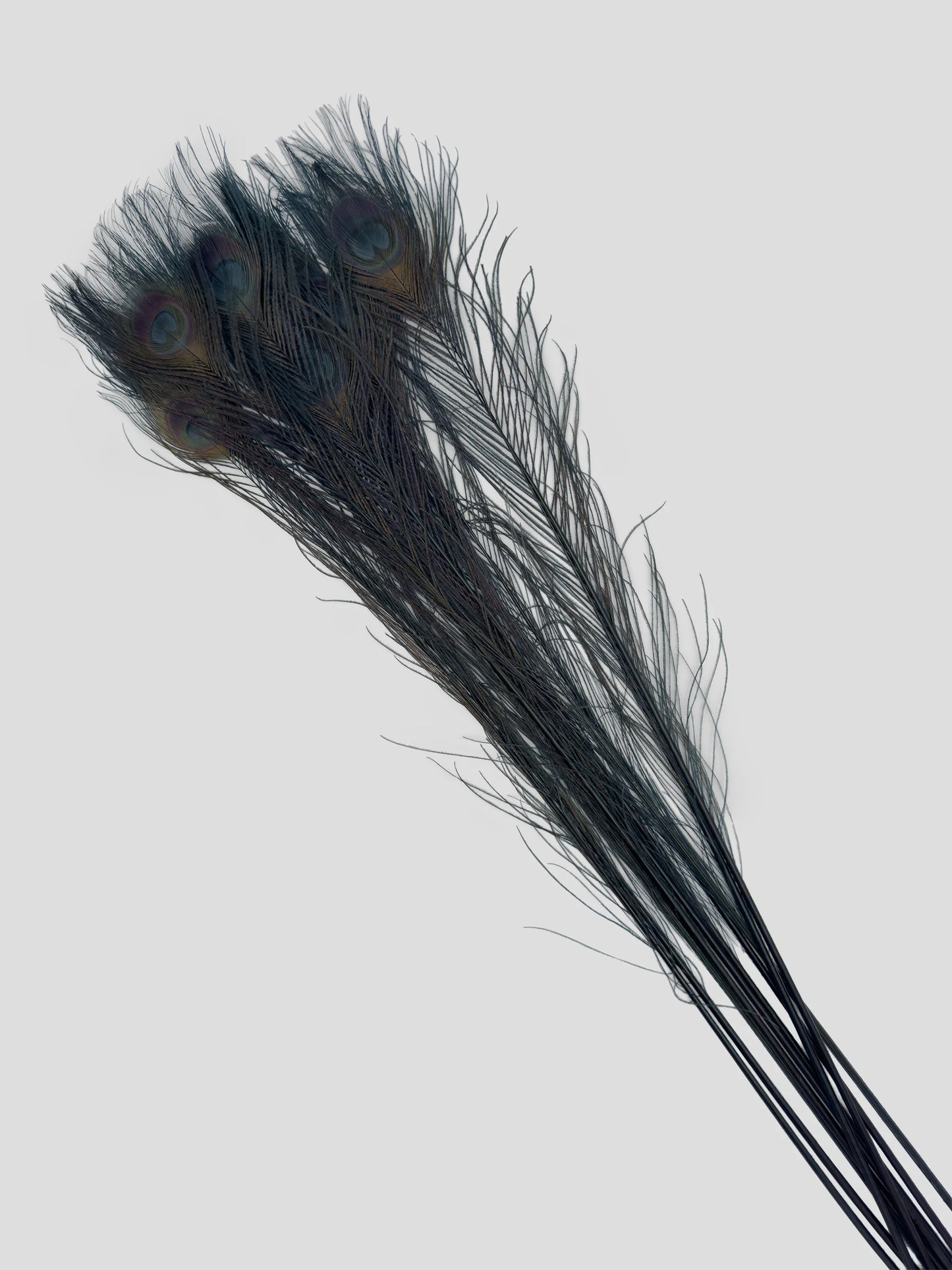 Pauwenveer antraciet 70-80cm