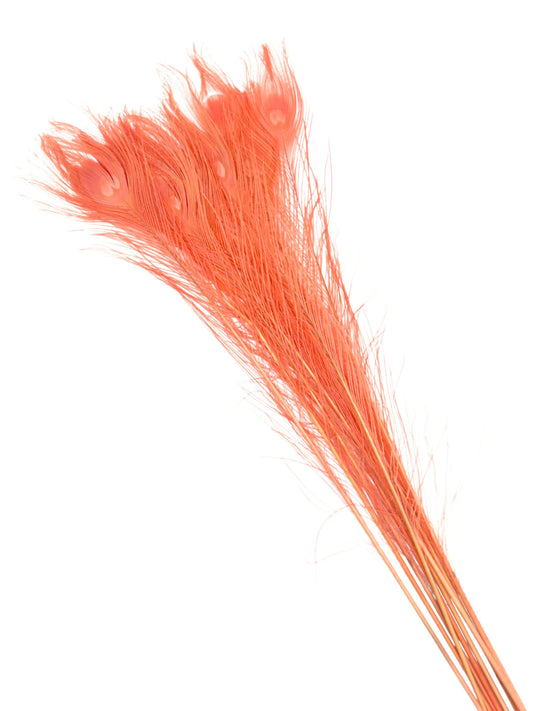 Pavo real coral rosa 70-80cm