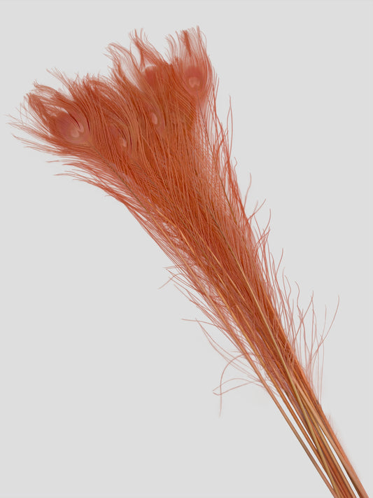 Pauwenveer coral pink 70-80cm