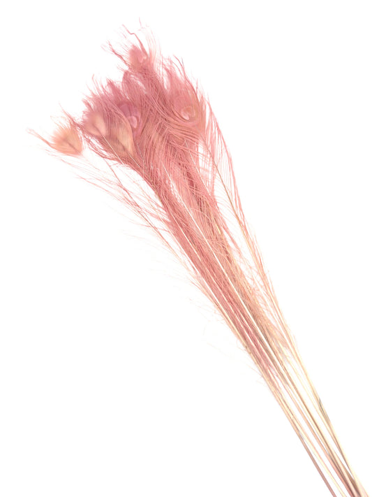 Pavo real rosa viejo 70-80cm