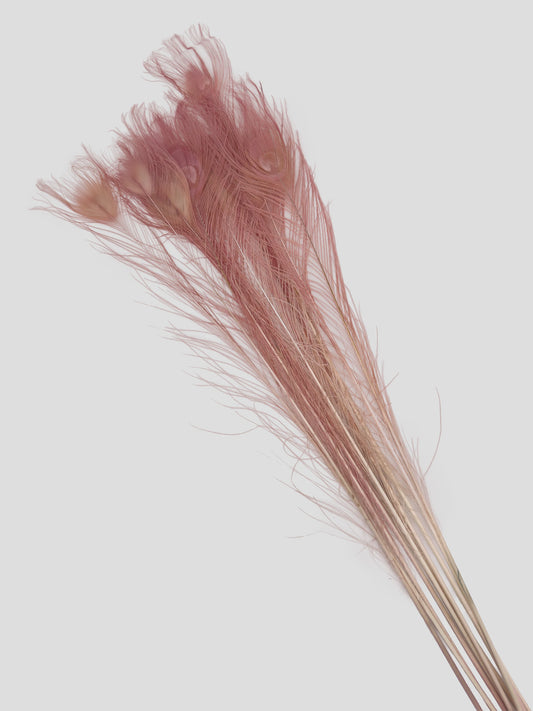 Pauwenveer oudroze 70-80cm