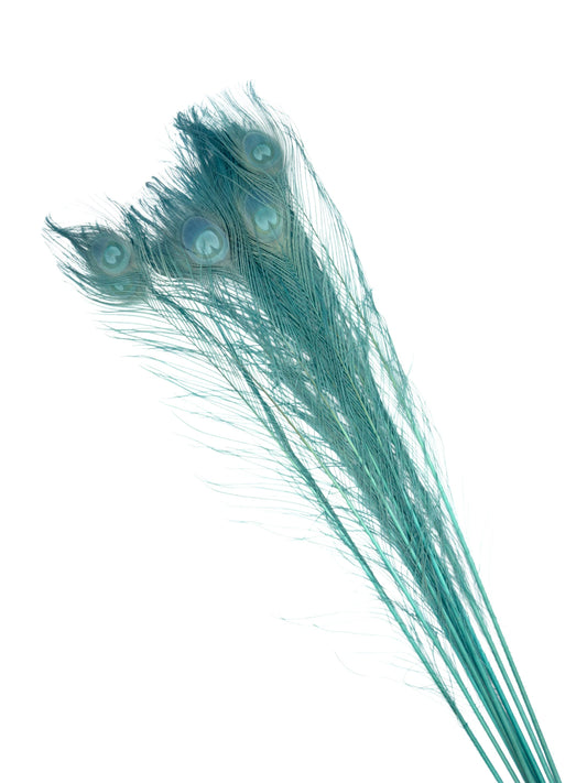 Pavo real azul nube 70-80cm