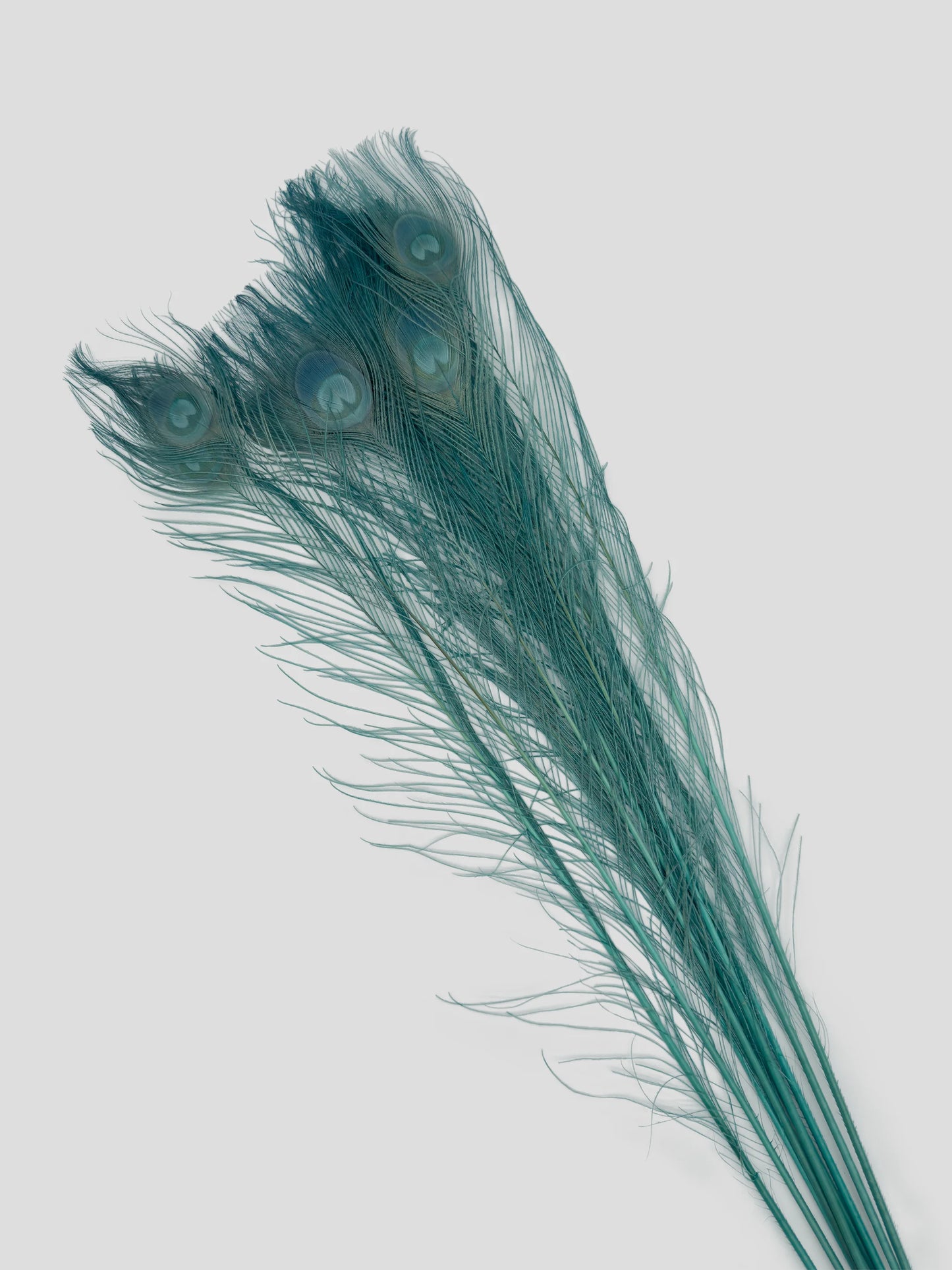 Pauwenveer cloud blue 70-80cm