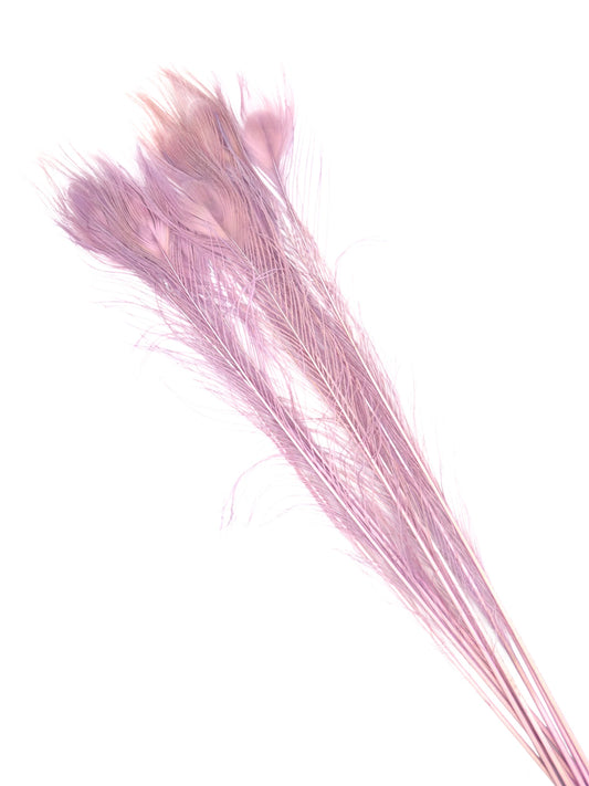 Pavo real lila claro 70-80cm
