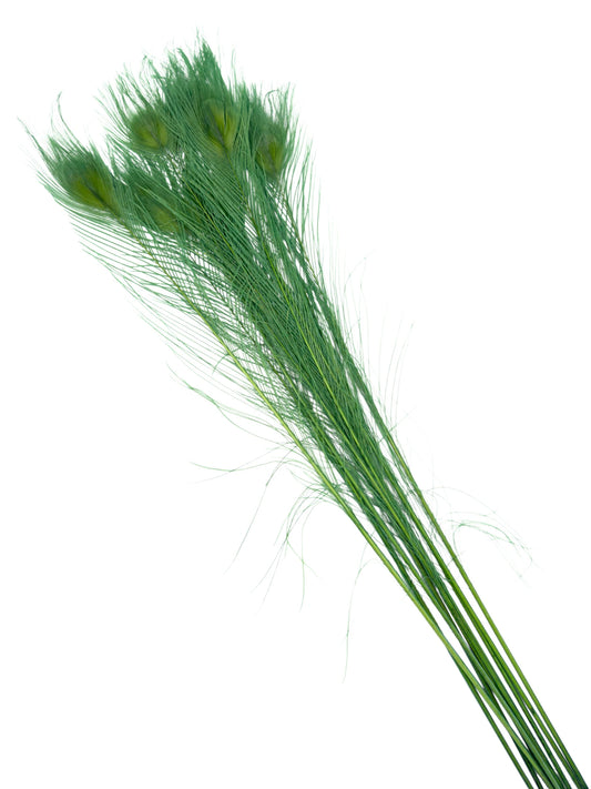 Pavo real verde pastel 70-80cm