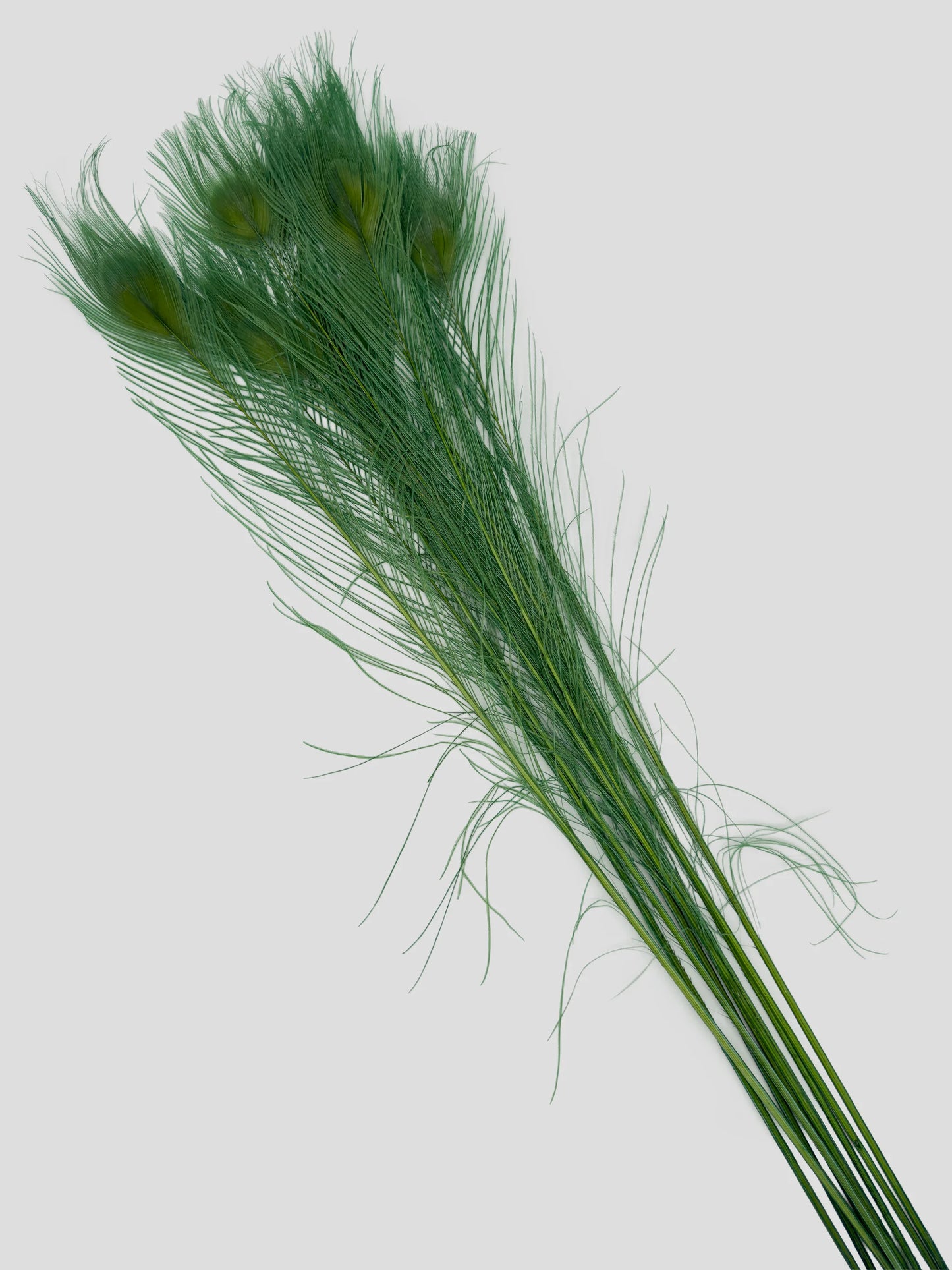 Pauwenveer pastelgroen 70-80cm