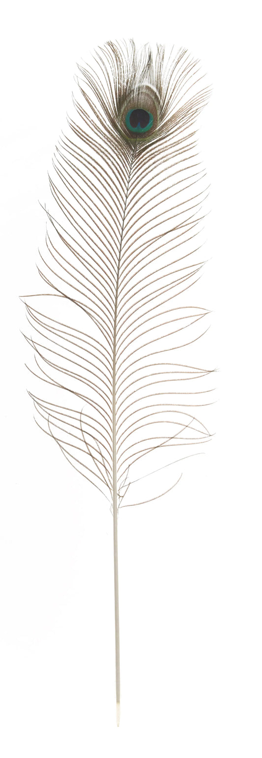 Pavo real naturaleza 100-120cm