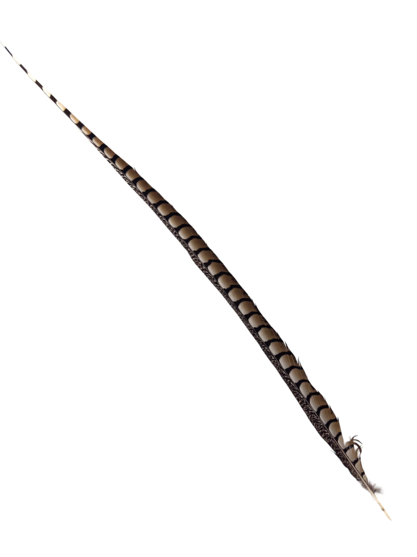 Lady Amherst fazant sides 100cm