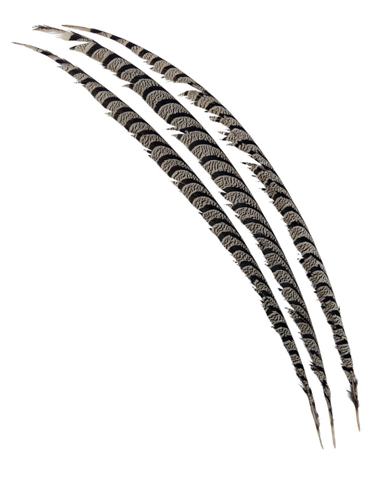 Colas de faisán Lady Amherst 90-100cm