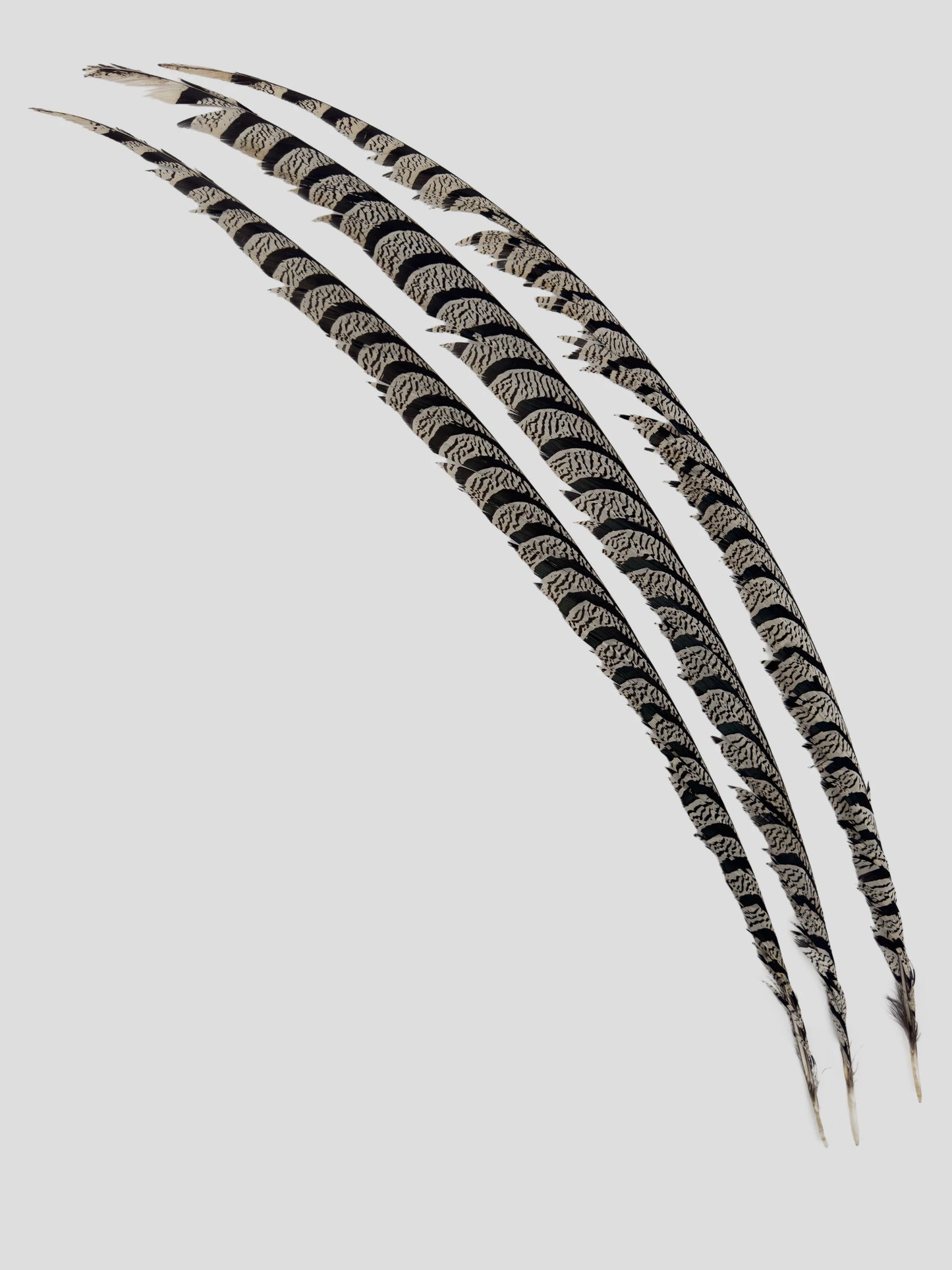 Lady Amherst fazant Tails 90-100cm