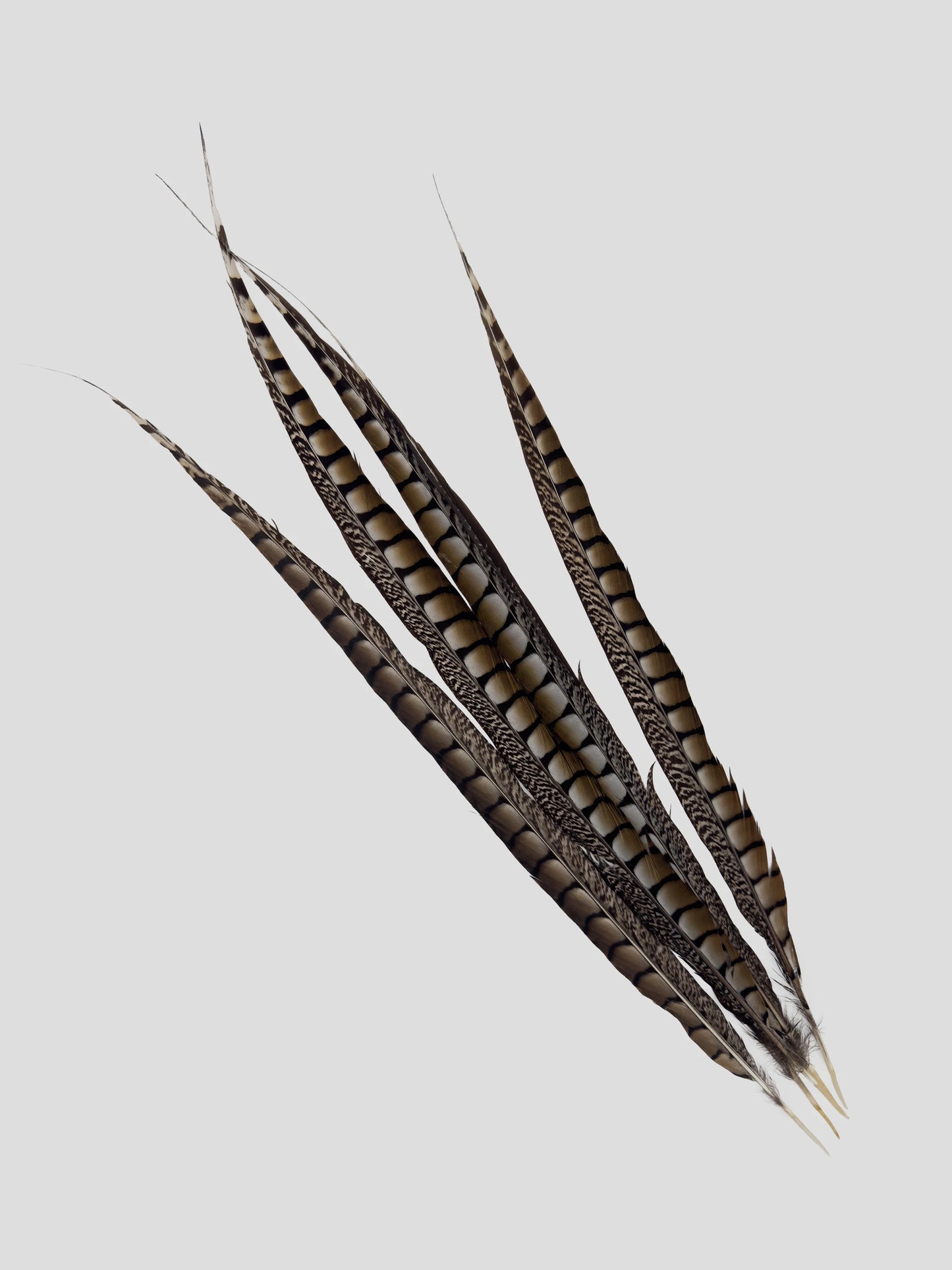 Lady Amherst fazant side 60-75cm