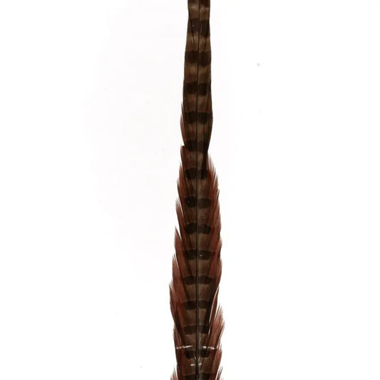 Pluma de faisán redonda 14-18cm