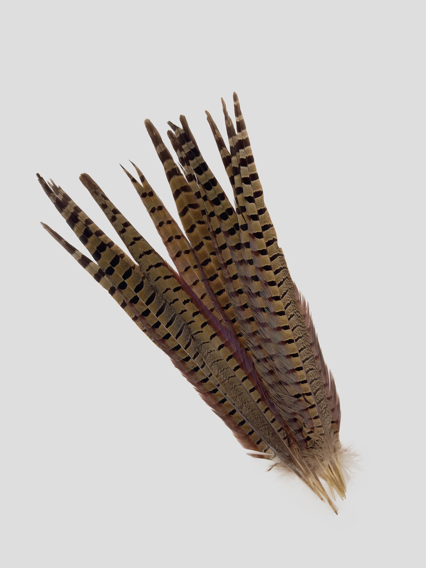 Fazant staartpen natuur 40-45cm