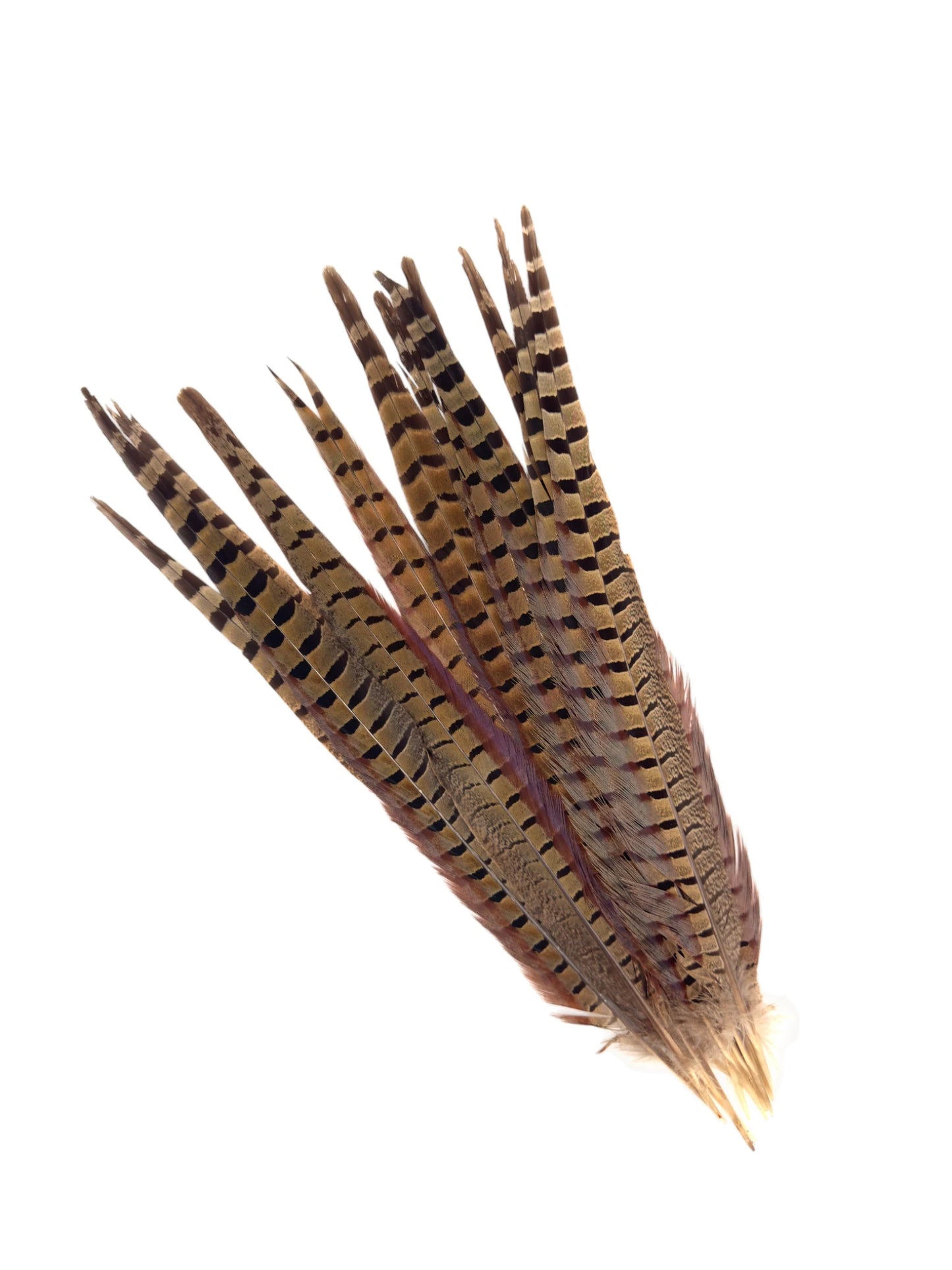 Fazant staartpen natuur 40-45cm