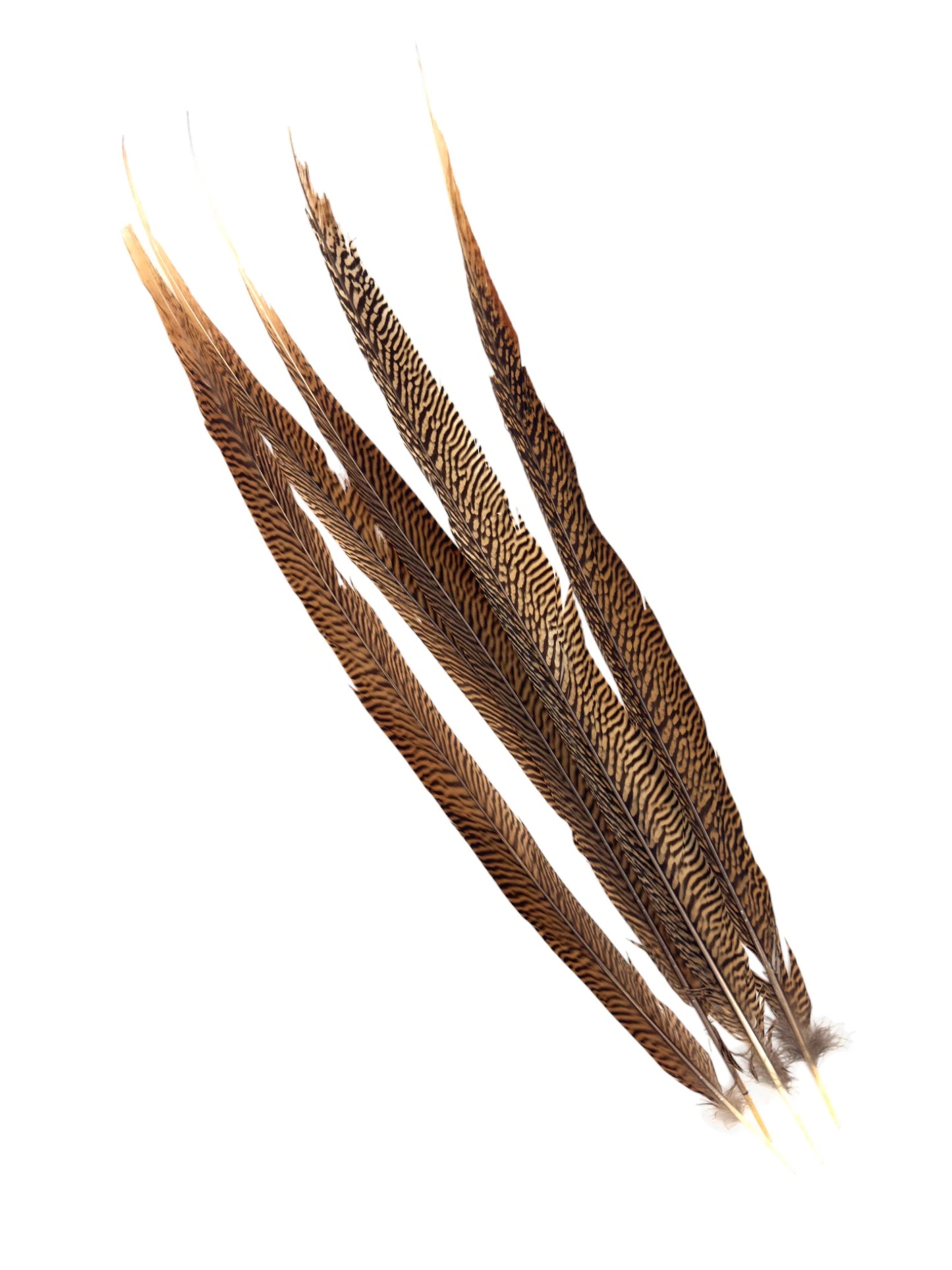 Goudfazant 65-70cm