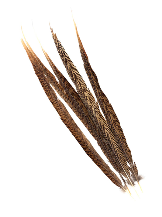 Goudfazant 65-70cm