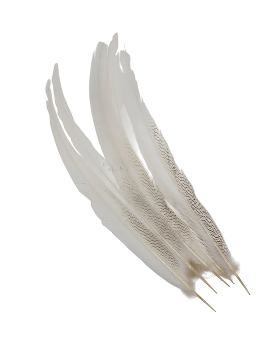 Zilverfazant 55-60cm