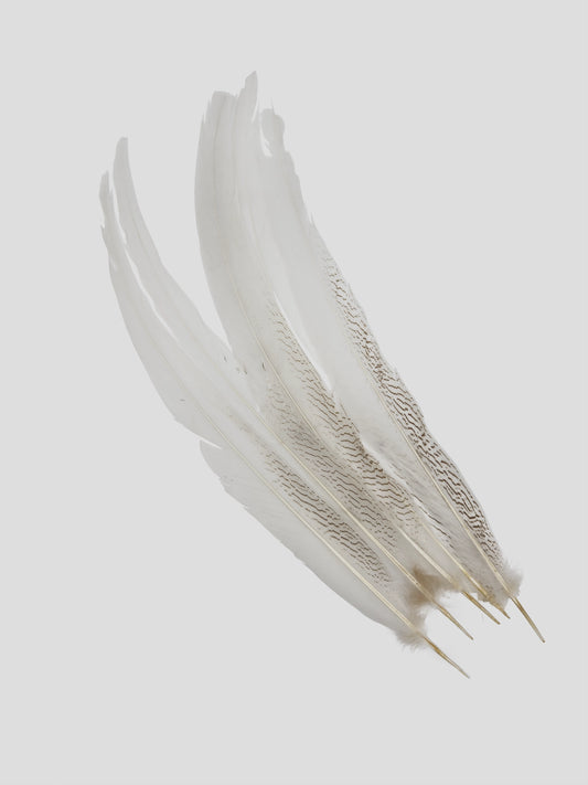 Zilverfazant 55-60cm