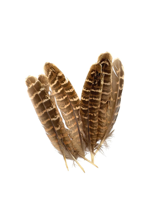 Plumas de ala de faisán