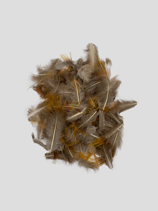 Goudfazant plumage geel 100gr