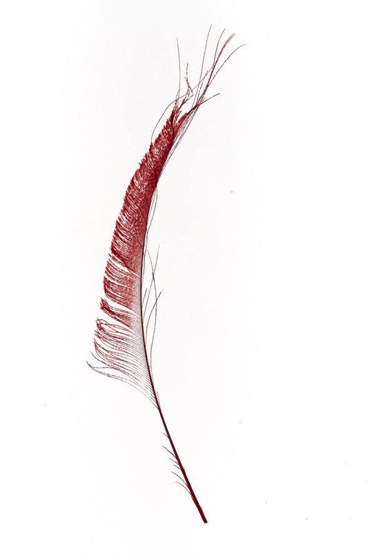 Bordes de pavo real 30-35cm rojo tomate