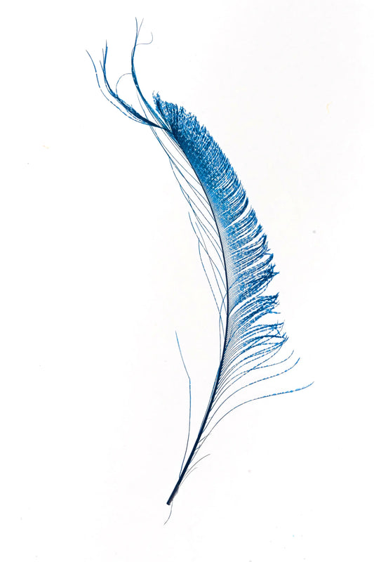 Bordes de pavo real 30-35cm turquesa