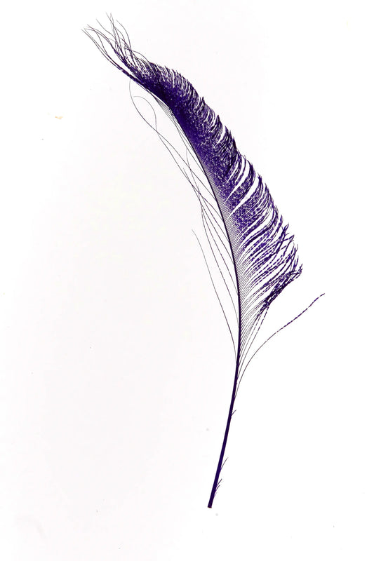 Bordes de pavo real 30-35cm morado