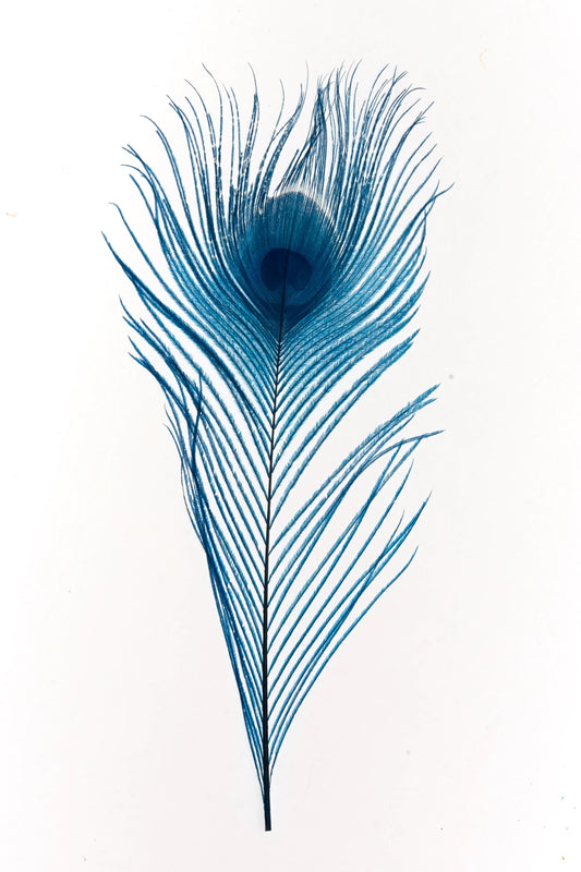 Pavo real 25-30cm turquesa