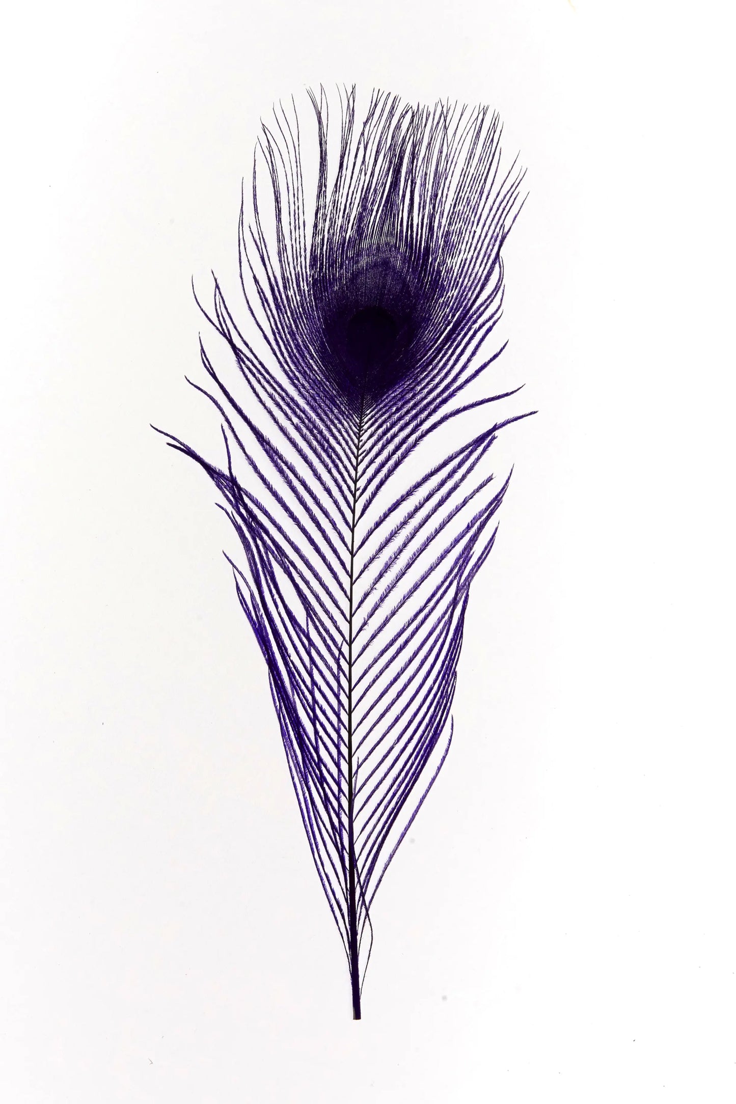 Piuma di pavone 25-30cm viola
