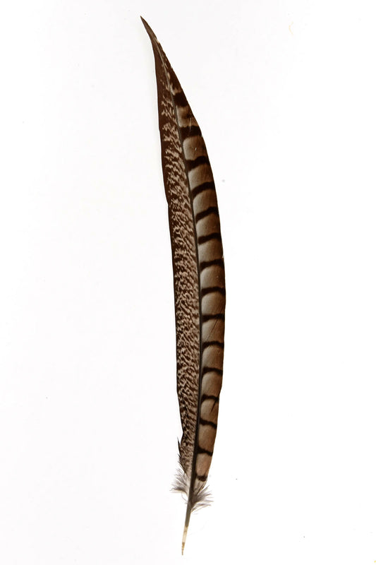 Lady faisán lados 30-35cm natural