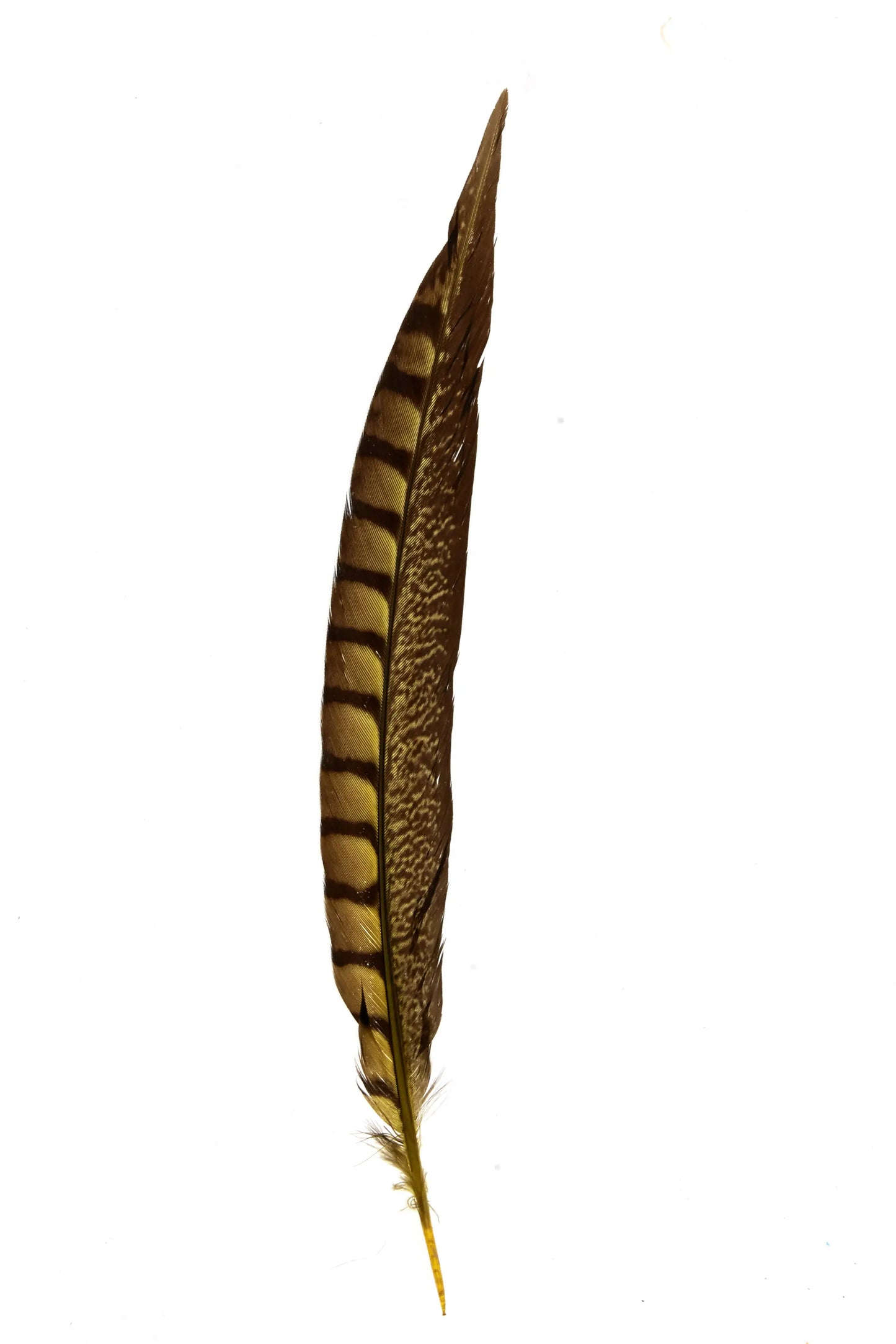 Lady pheasant sides 30-35cm pastel yellow