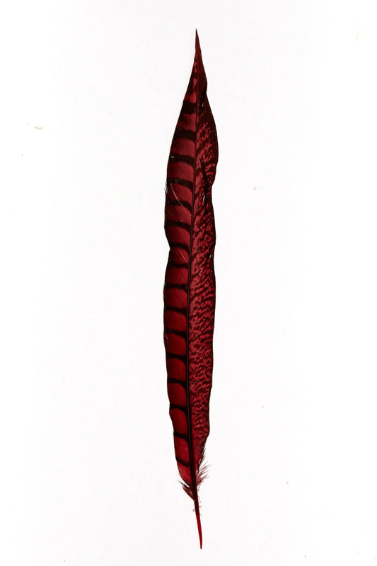 Lady faisán lados 30-35cm rojo tomate