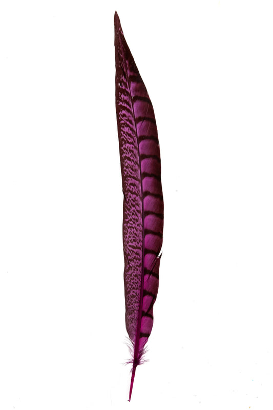 Lady faisán lados 30-35cm fucsia