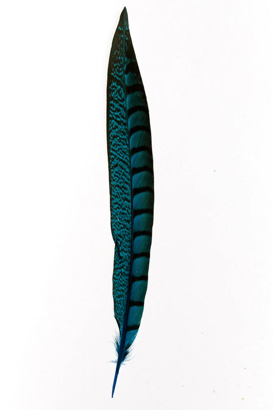 Lady faisán lados 30-35cm turquesa