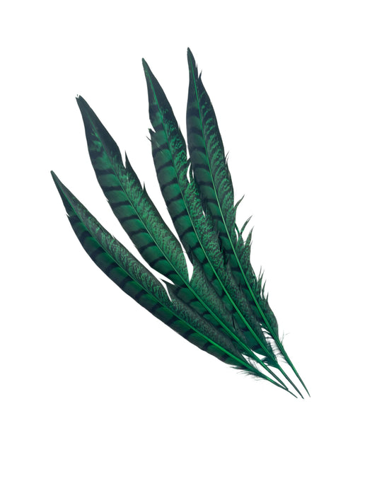 Lady faisán lados 30-35cm verde