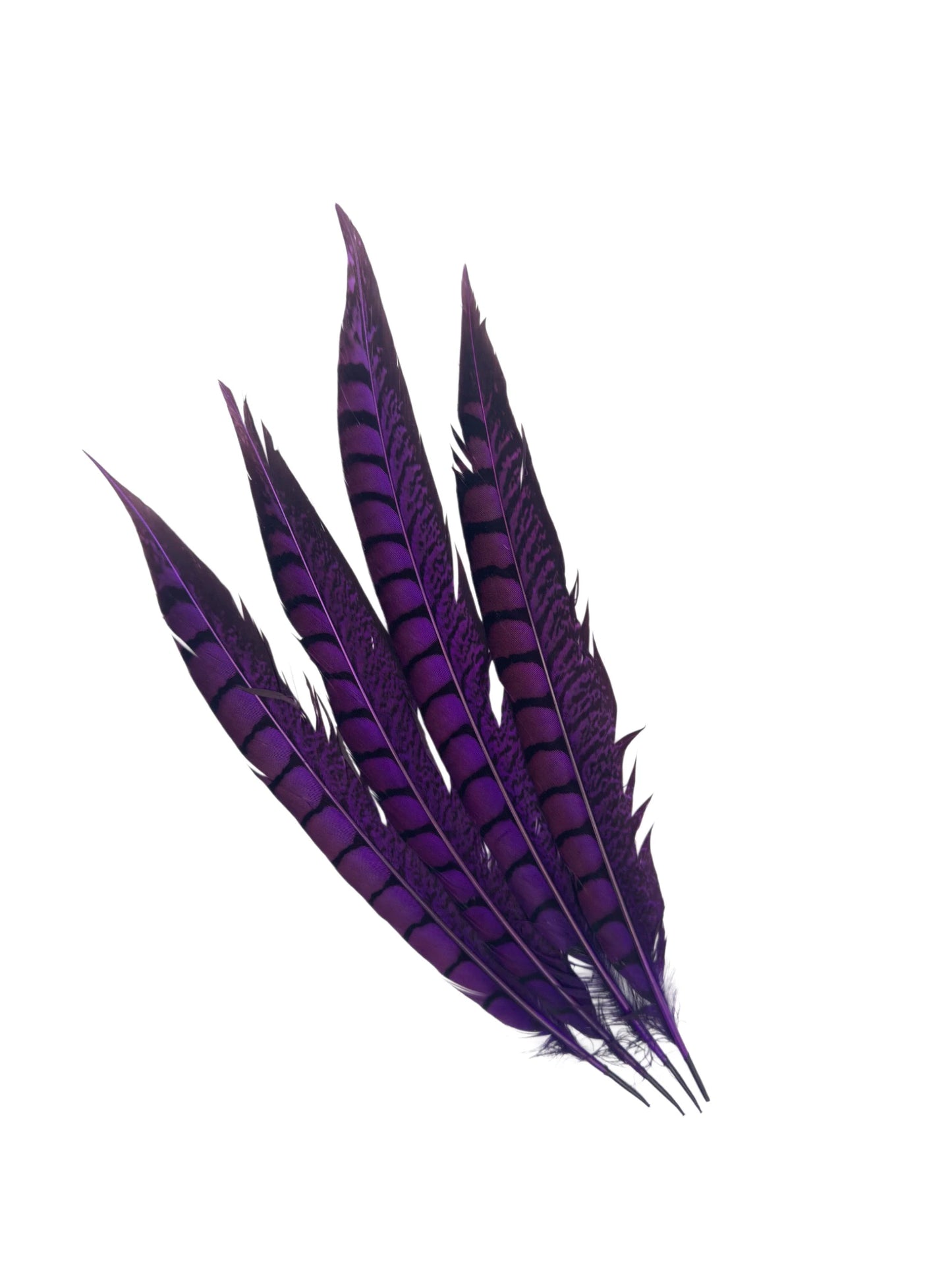Côtés de faisan femelle 30-35cm violet
