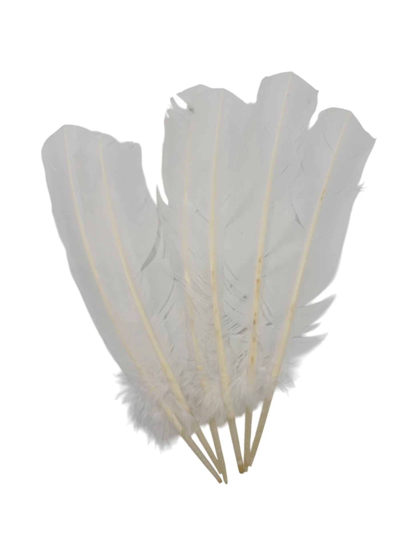 Plumas de ganso 25-30cm blancas