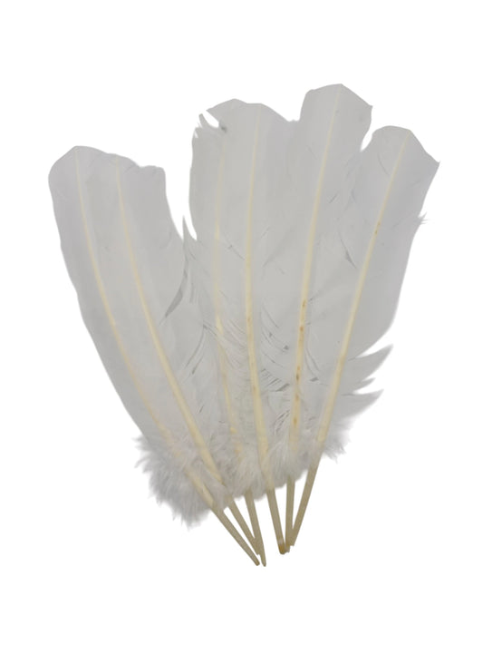 Plumas de ganso 25-30cm blancas