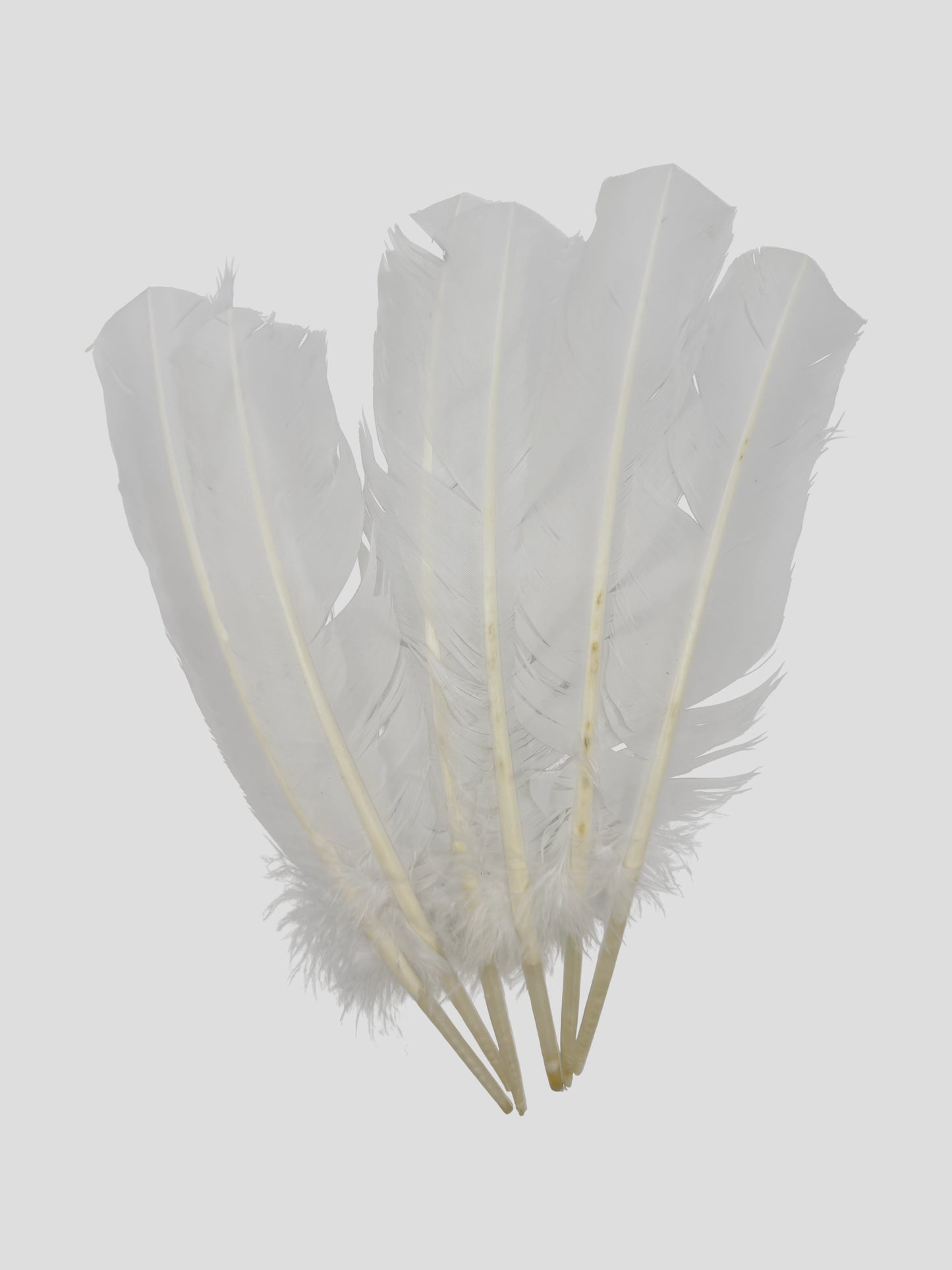 Penne d'oca 25-30cm bianche