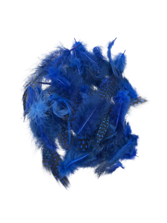 Gallina de guinea azul real