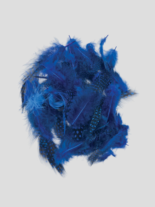 Guinea fowl royal blue